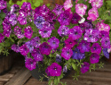 Petunia F1 'Dot Star Dark Violet'