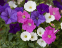 Hængepetunia F1 'Shock Wave Spark Mixture'