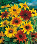 Håret solhat 'Rustic Dwarf'