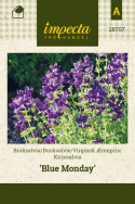 Virginsk Ærenpris 'Blue Monday'