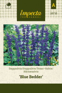 Salvia farinacea 'Blue Bedder'