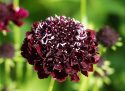 Enkeblomst 'Magic Night'