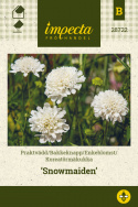 Enkeblomst 'Snowmaiden'