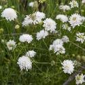 Enkeblomst 'Snowmaiden'