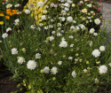 Enkeblomst 'Snowmaiden'