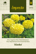 Stor fløjlsblomst 'Alaska'