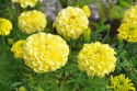 Stor fløjlsblomst 'Alaska'