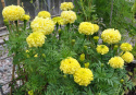 Stor fløjlsblomst 'Alaska'