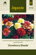 Fløjlsblomst 'Strawberry Blonde'