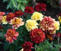 Fløjlsblomst 'Strawberry Blonde'
