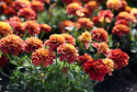 Fløjlsblomst 'Strawberry Blonde'