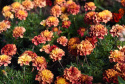 Fløjlsblomst 'Strawberry Blonde'