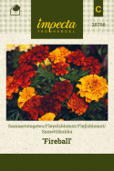 Fløjlsblomst 'Fireball'
