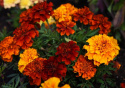 Fløjlsblomst 'Fireball'