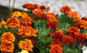 Fløjlsblomst 'Fireball'