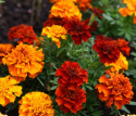 Fløjlsblomst 'Fireball'