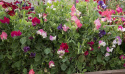 Dværg Ærteblomst 'Villa Roma Mix'