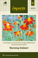 Høj fløjlsblomst 'Burning Embers'