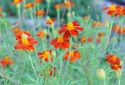 Høj fløjlsblomst 'Burning Embers'
