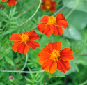 Høj fløjlsblomst 'Burning Embers'