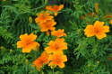 Lille fløjlsblomst 'Orange Gem'
