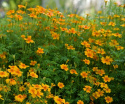 Lille fløjlsblomst 'Orange Gem'