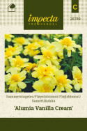 Udspærret fløjlsblomst 'Alumia Vanilla Cream'
