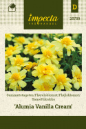 Udspærret fløjlsblomst 'Alumia Vanilla Cream'