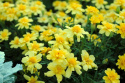 Udspærret fløjlsblomst 'Alumia Vanilla Cream'