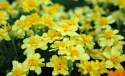 Udspærret fløjlsblomst 'Alumia Vanilla Cream'