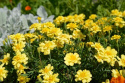 Udspærret fløjlsblomst 'Alumia Vanilla Cream'