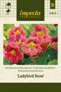 Tallerkensmækker 'Ladybird Rose'