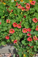 Tallerkensmækker 'Ladybird Rose'