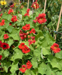 Tallerkensmækker 'Cherelle'