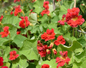 Tallerkensmækker 'Cherelle'