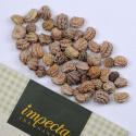 Tallerkensmækker 'Alaska'