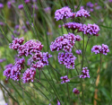 Kæmpe Verbena