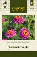 Frøkenhat 'Zinderella Purple'