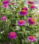 Frøkenhat 'Zinderella Purple'