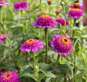 Frøkenhat 'Zinderella Purple'
