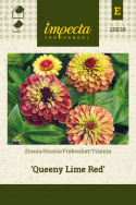 Frøkenhat 'Queeny Lime Red'