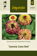 Frøkenhat 'Queeny Lime Red'