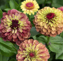 Frøkenhat 'Queeny Lime Red'