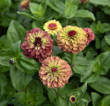 Frøkenhat 'Queeny Lime Red'
