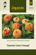Frøkenhat 'Queeny Lime Orange'