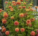 Frøkenhat 'Queeny Lime Orange'