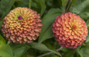 Frøkenhat 'Queeny Lime Orange'