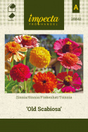 Frøkenhat 'Old Scabiosa'