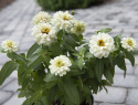 Frøkenhat 'Zahara Double White'
