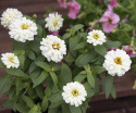 Frøkenhat 'Zahara Double White'